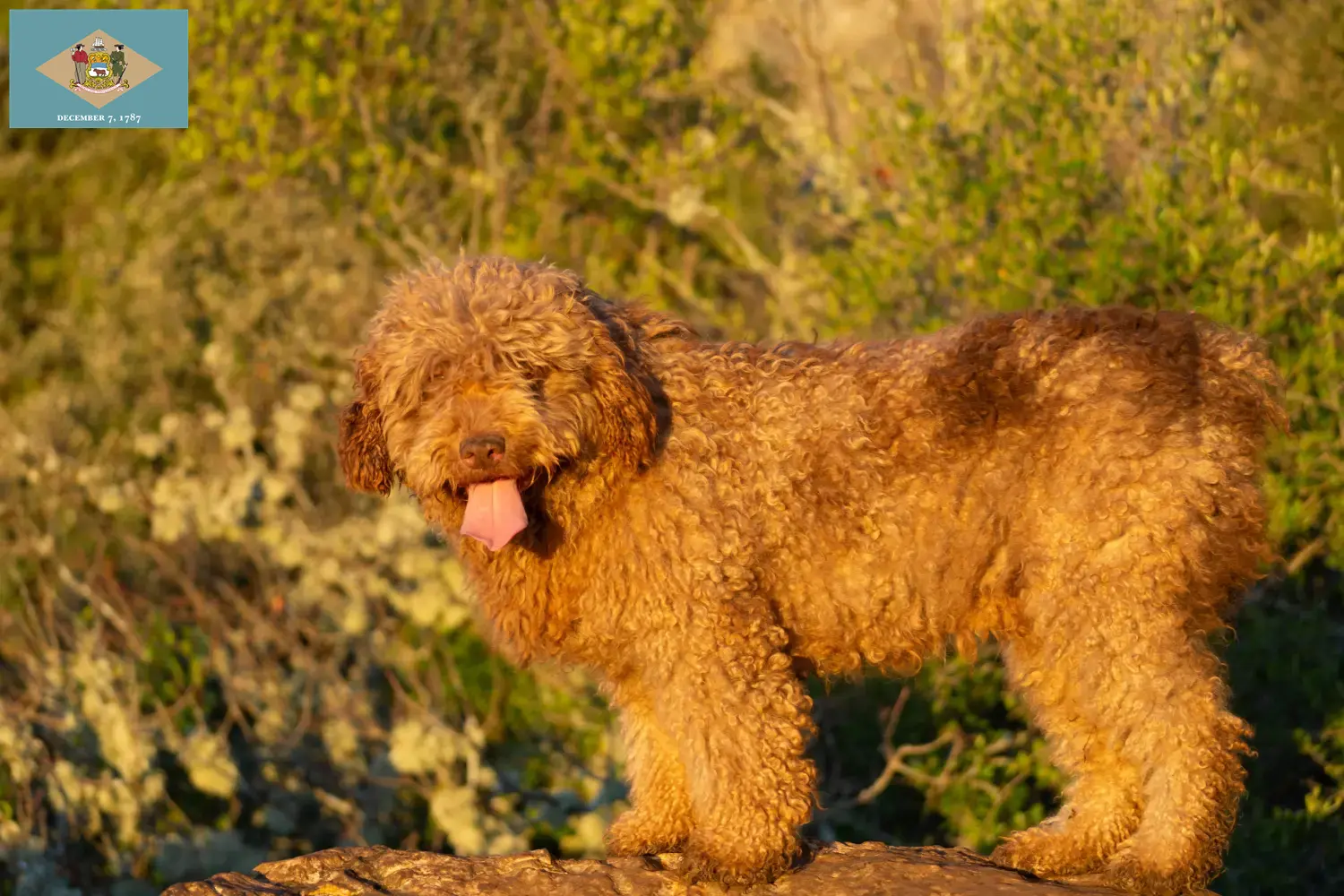 Read more about the article Perro de Agua Español breeders and puppies in Delaware