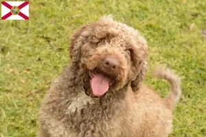 Read more about the article Perro de Agua Español breeders and puppies in Florida