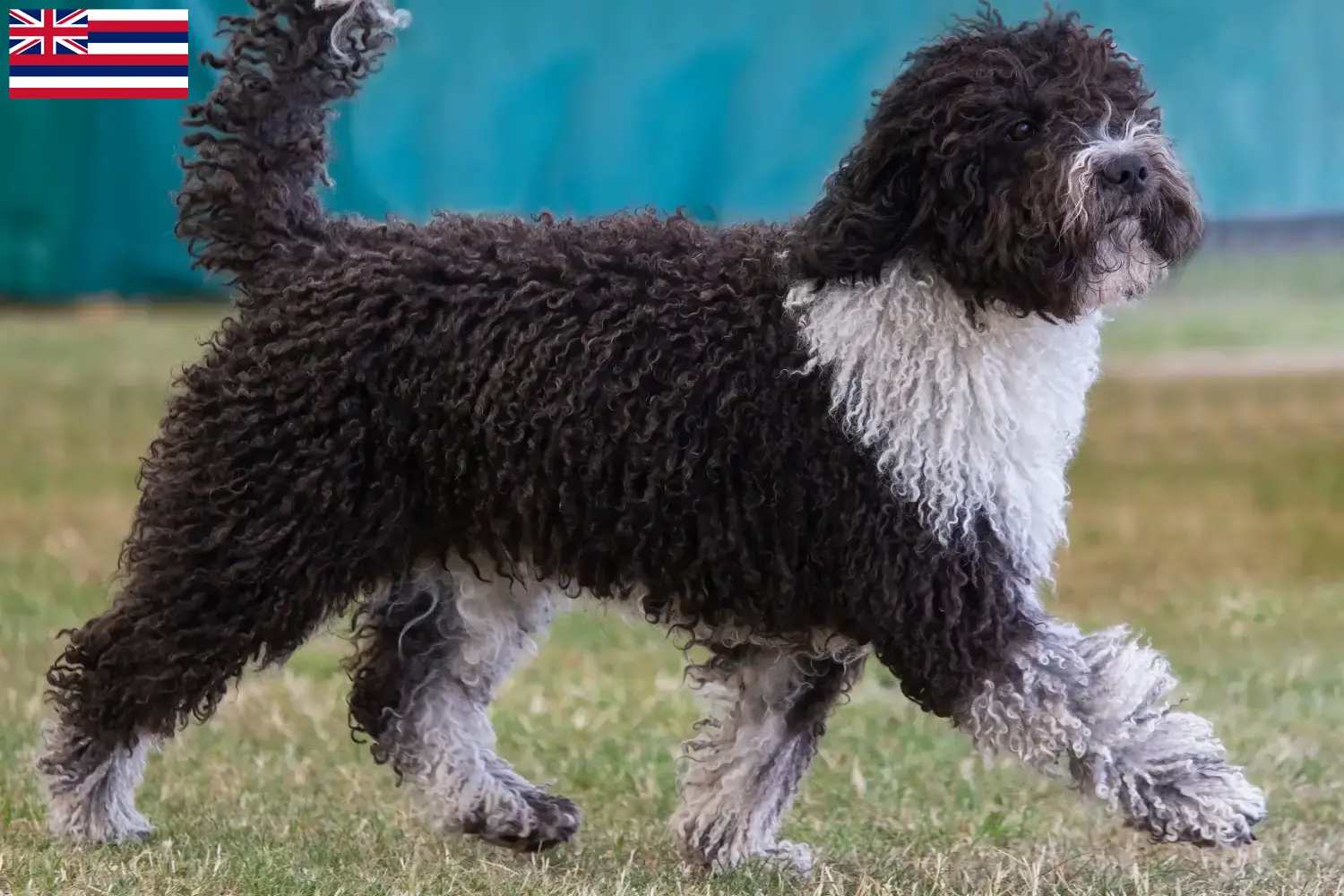 Read more about the article Perro de Agua Español breeders and puppies in Hawaii