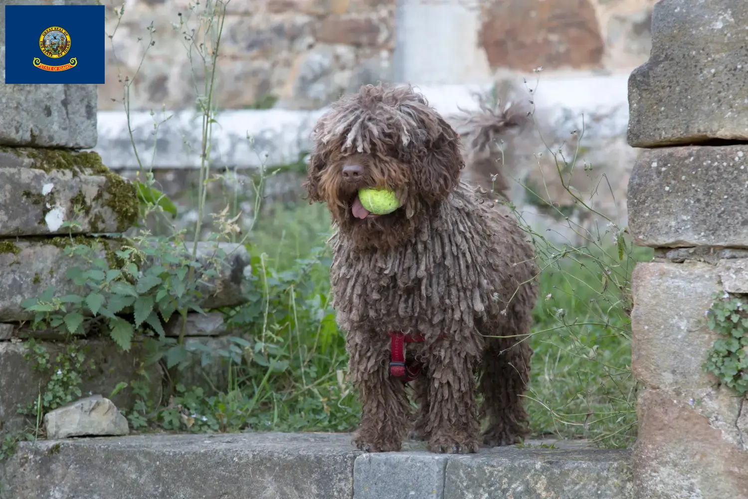 Read more about the article Perro de Agua Español breeders and puppies in Idaho
