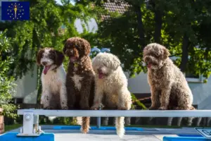 Read more about the article Perro de Agua Español breeders and puppies in Indiana