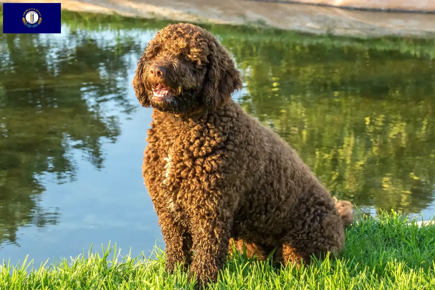 Read more about the article Perro de Agua Español breeders and puppies in Kentucky