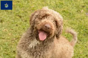 Read more about the article Perro de Agua Español breeders and puppies in Maine
