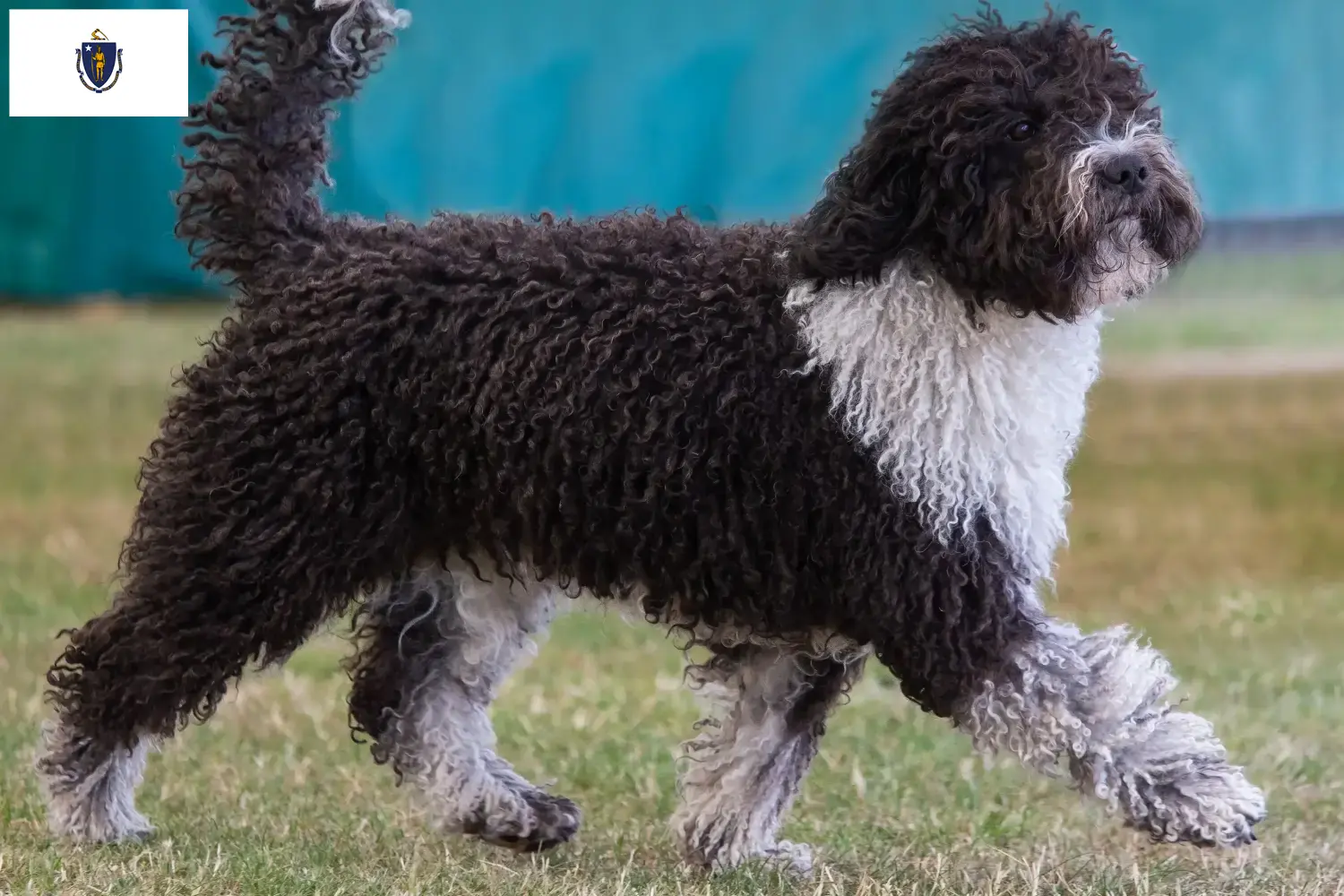 Read more about the article Perro de Agua Español breeders and puppies in Massachusetts