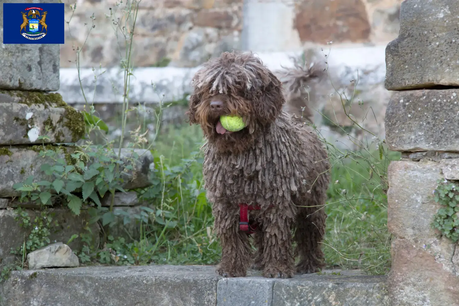 Read more about the article Perro de Agua Español breeders and puppies in Michigan