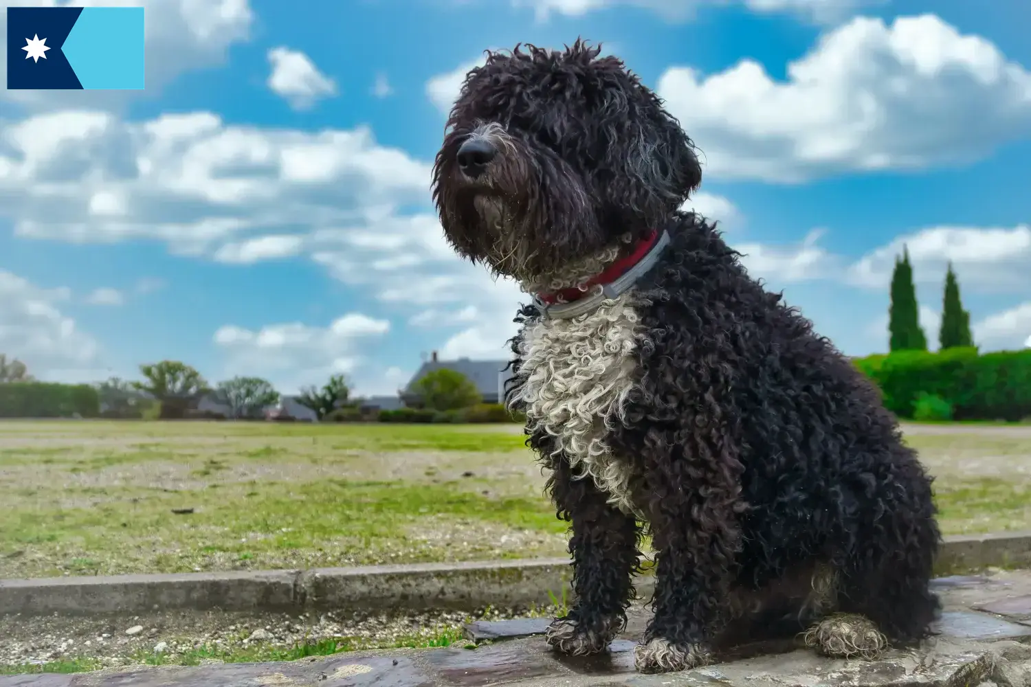 Read more about the article Perro de Agua Español breeders and puppies in Minnesota