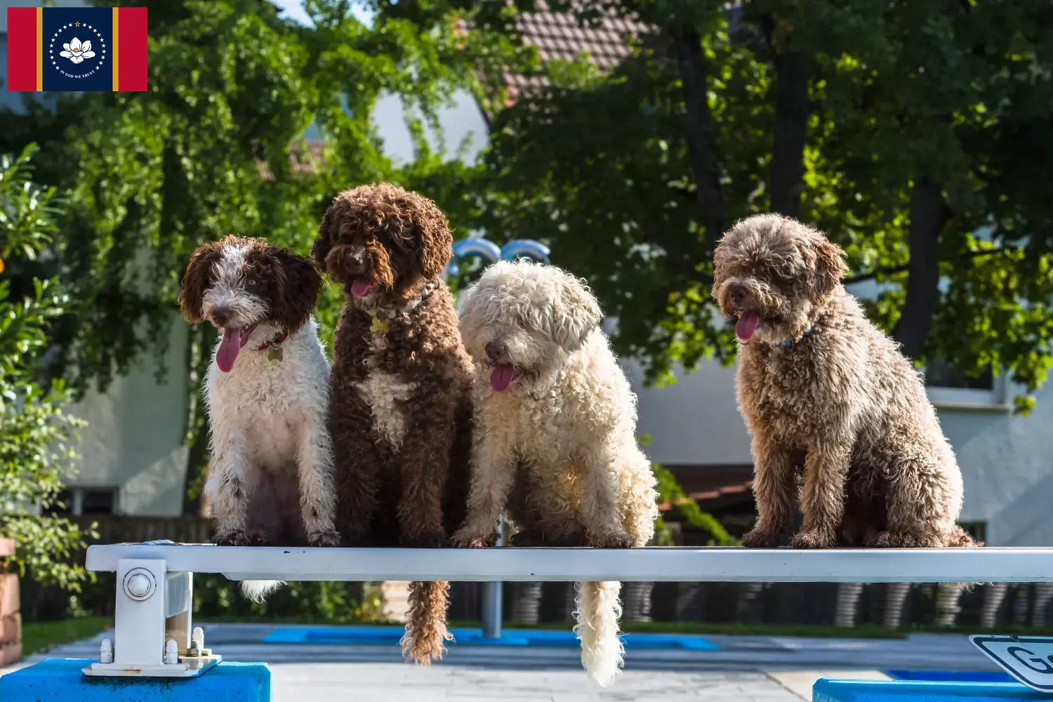 Read more about the article Perro de Agua Español breeders and puppies in Mississippi