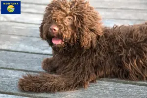 Read more about the article Perro de Agua Español breeders and puppies in Montana