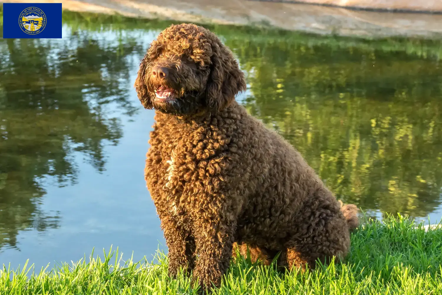 Perro de Agua Español puppies and breeders Nebraska Find Perro de Agua Españols breeders in Nebraska.