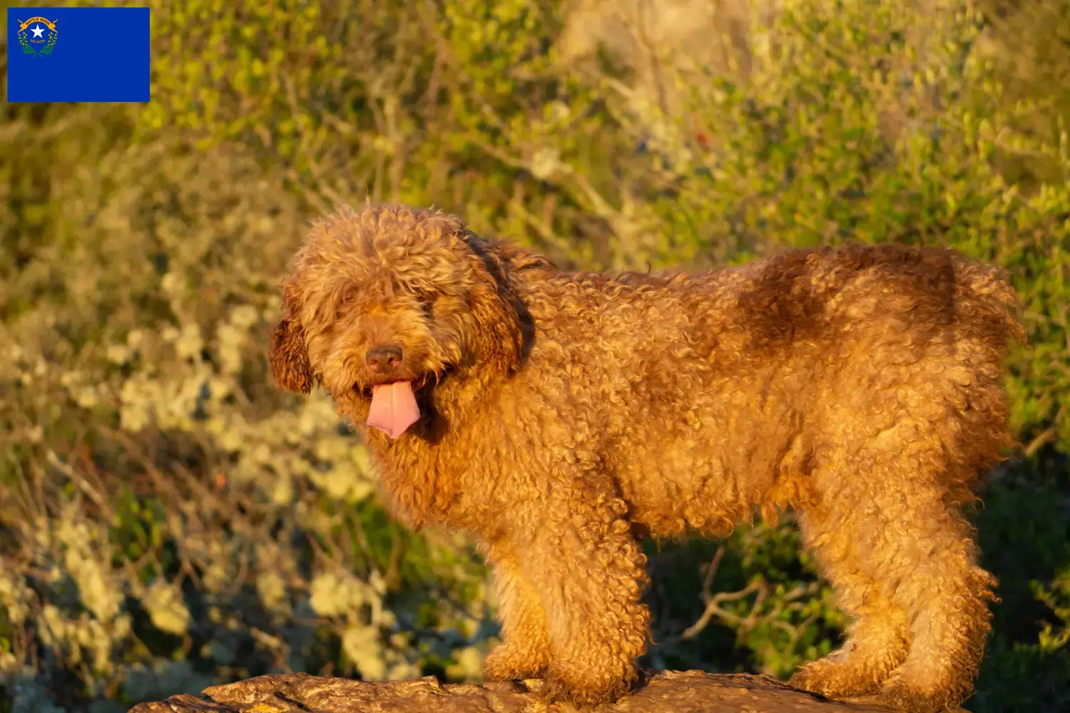 Read more about the article Perro de Agua Español breeders and puppies in Nevada