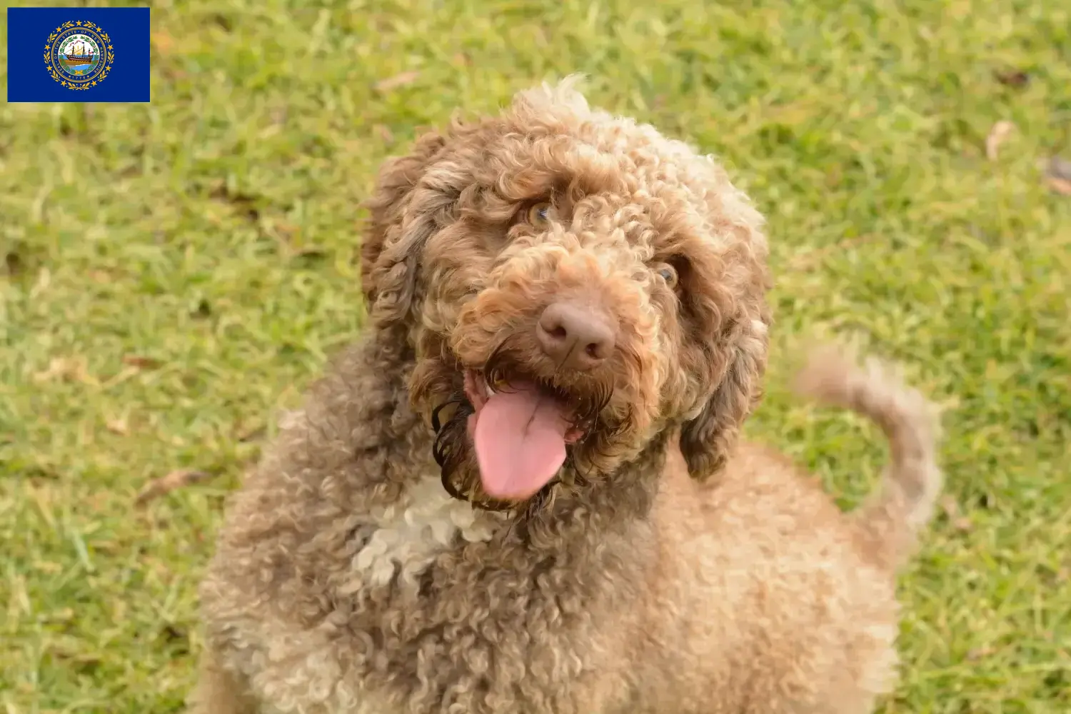 Read more about the article Perro de Agua Español breeders and puppies in New Hampshire