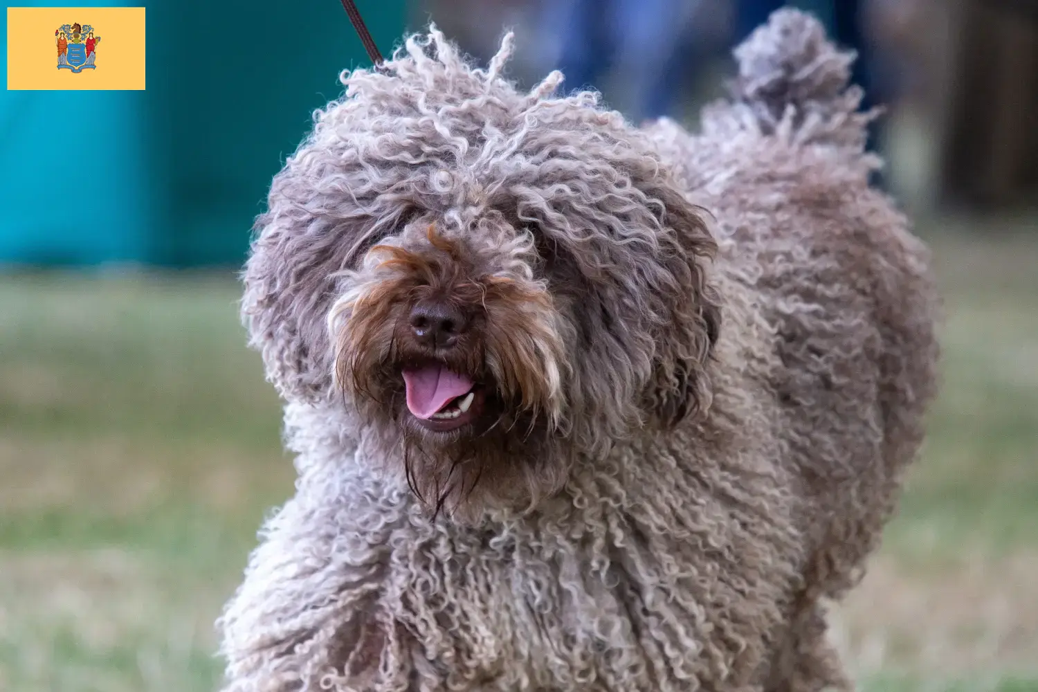 Read more about the article Perro de Agua Español breeders and puppies in New Jersey