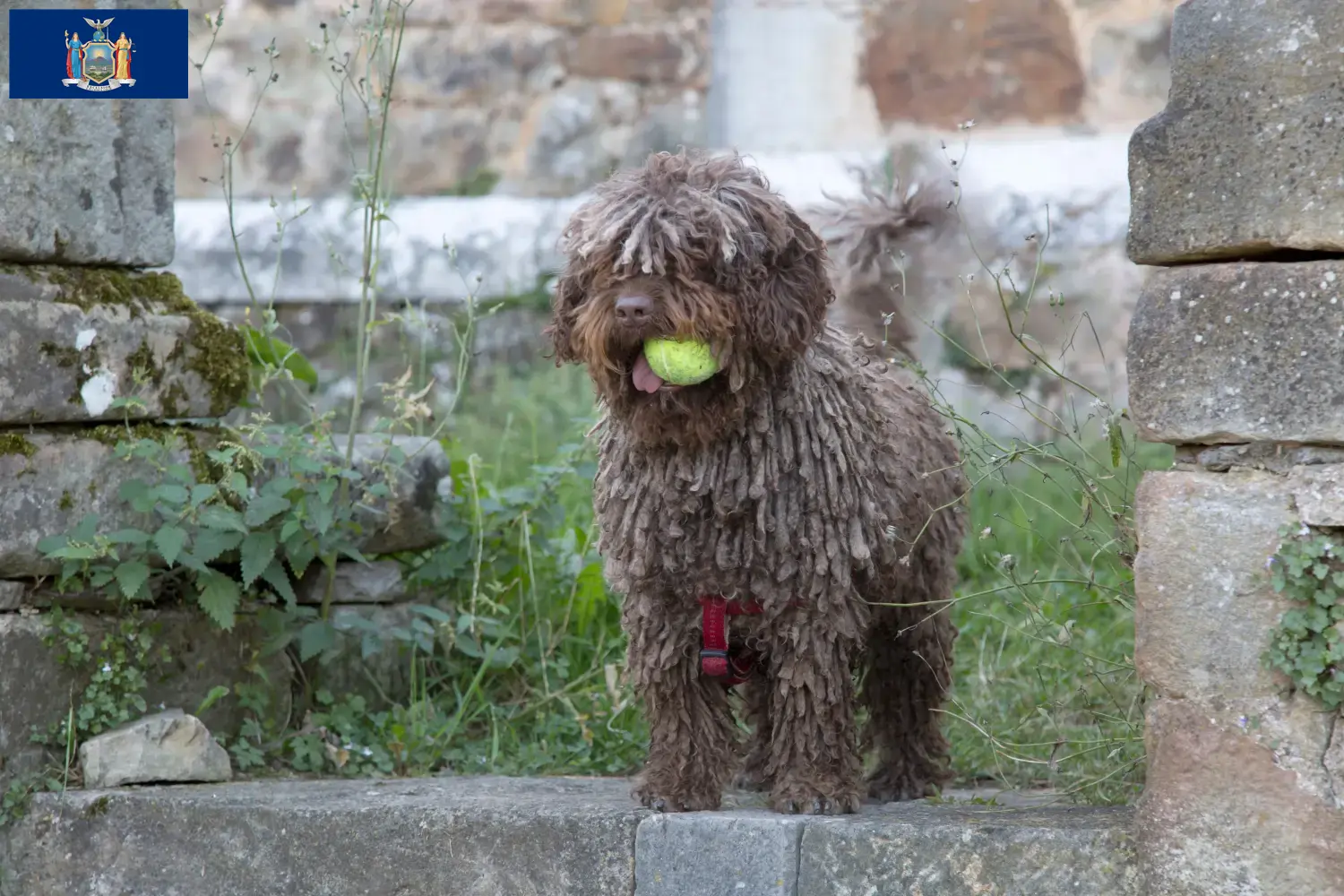 Read more about the article Perro de Agua Español breeders and puppies in New York
