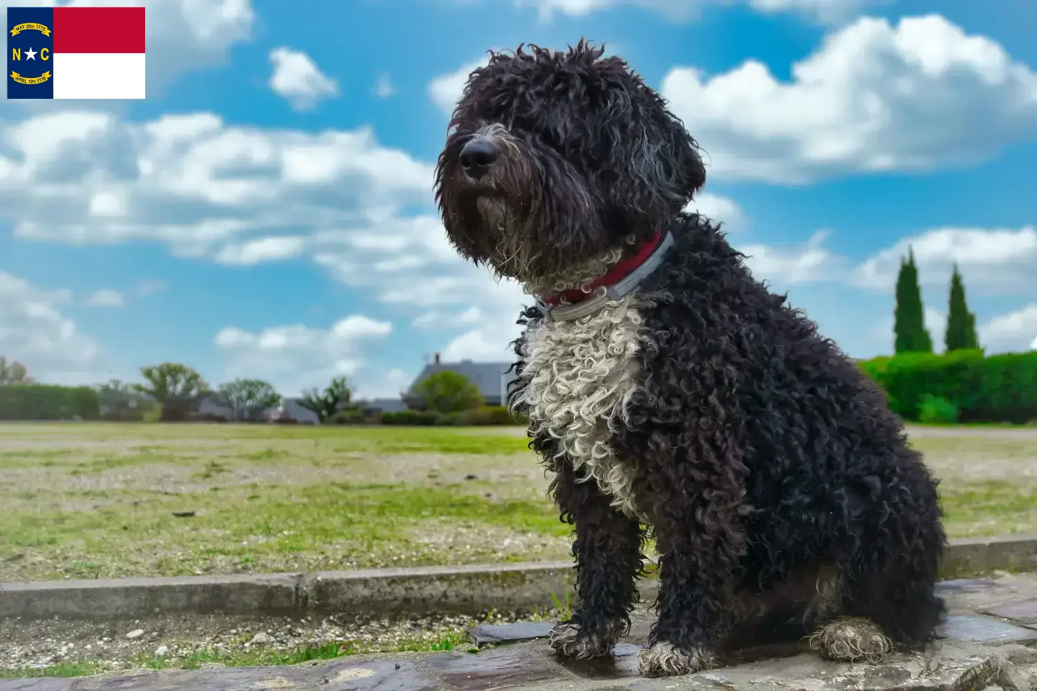 Read more about the article Perro de Agua Español breeders and puppies in North Carolina