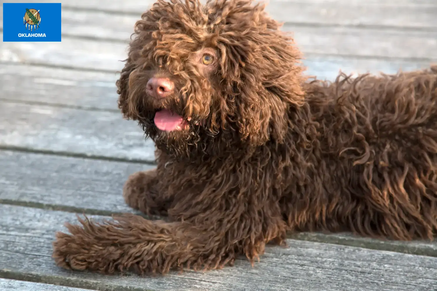 Read more about the article Perro de Agua Español breeders and puppies in Oklahoma
