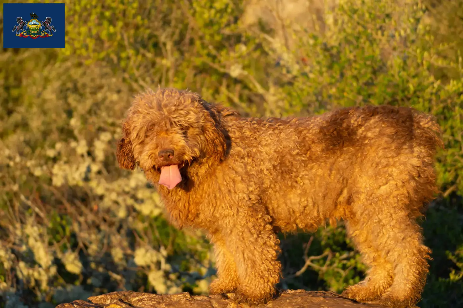 Read more about the article Perro de Agua Español breeders and puppies in Pennsylvania