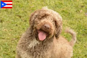 Read more about the article Perro de Agua Español breeders and puppies in Puerto Rico