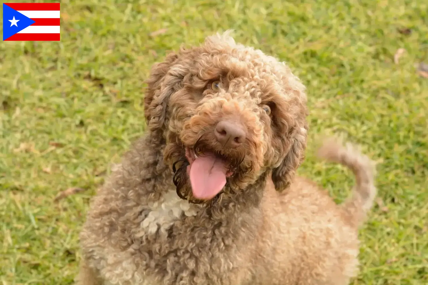 Perro de Agua Español puppies and breeders Puerto Rico Here you can find Perro de Agua Españols breeders in Puerto Rico.