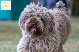 Read more about the article Perro de Agua Español breeders and puppies in Rhode Island