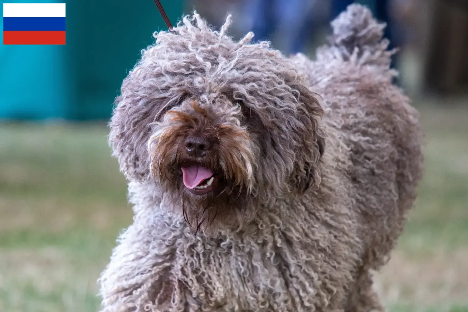 Perro de Agua Español puppies and breeders Russia Here you can find Perro de Agua Españols breeders in Russia.