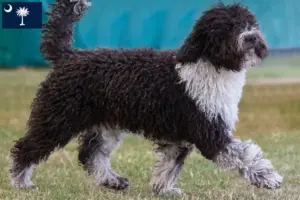 Read more about the article Perro de Agua Español breeders and puppies in South Carolina