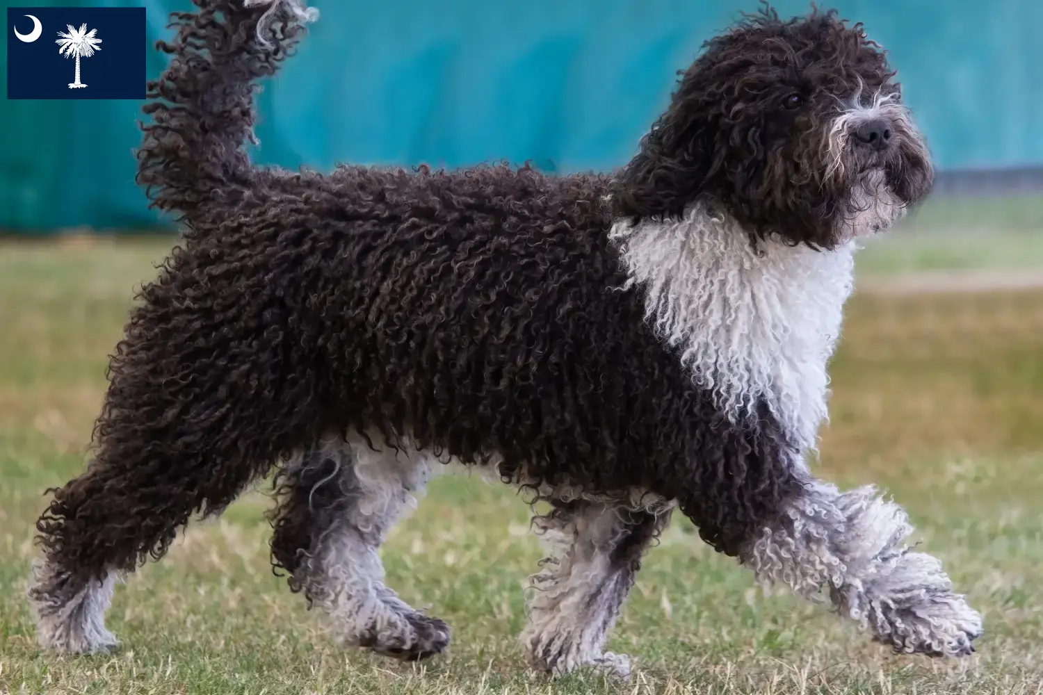 Read more about the article Perro de Agua Español breeders and puppies in South Carolina