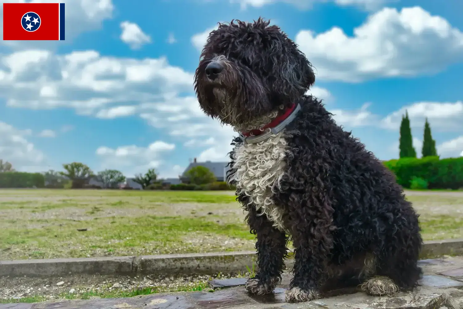 Read more about the article Perro de Agua Español breeders and puppies in Tennessee
