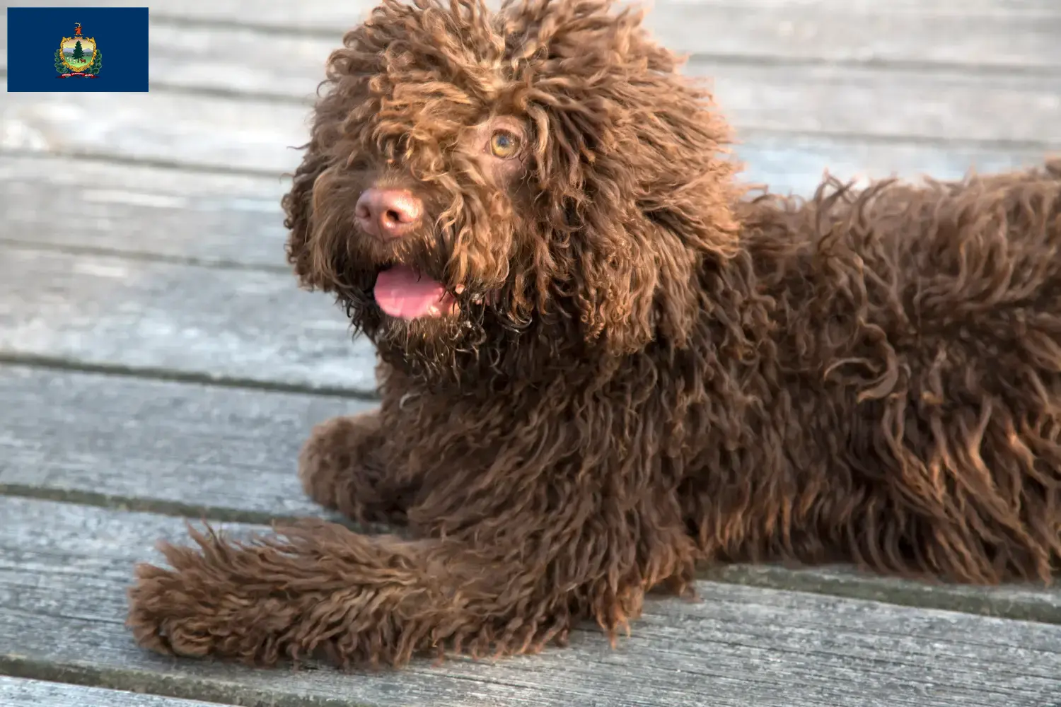 Perro de Agua Español puppies and breeders Vermont Find Perro de Agua Españols breeders in Vermont.