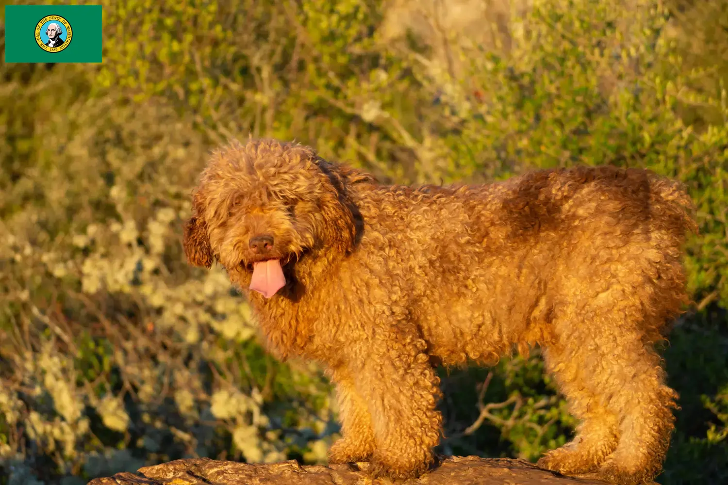 Read more about the article Perro de Agua Español breeders and puppies in Washington