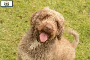 Read more about the article Perro de Agua Español breeders and puppies in West Virginia