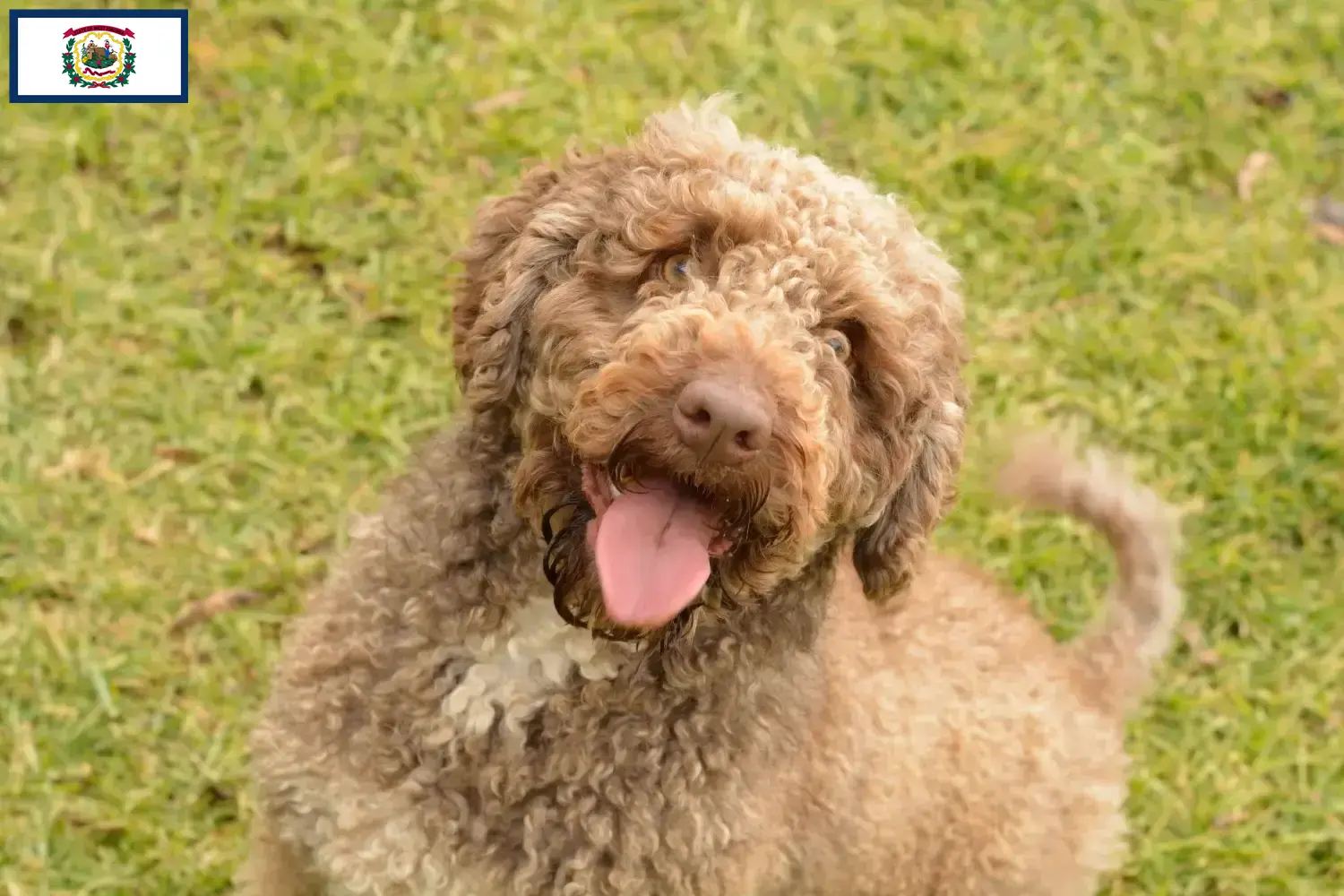 Read more about the article Perro de Agua Español breeders and puppies in West Virginia