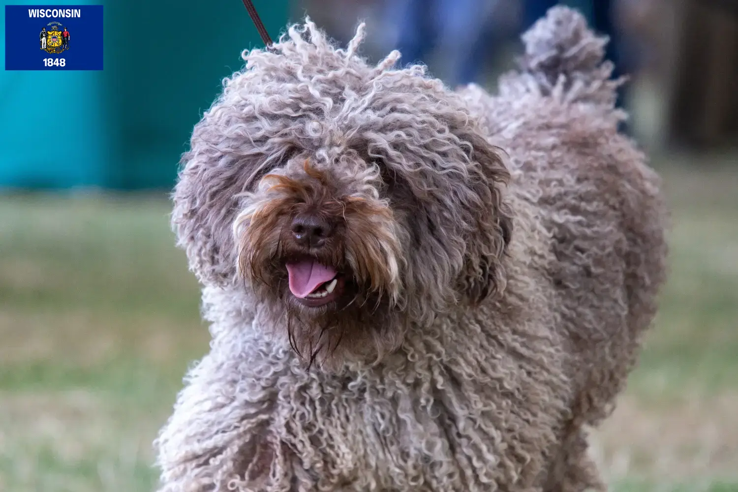 Read more about the article Perro de Agua Español breeders and puppies in Wisconsin