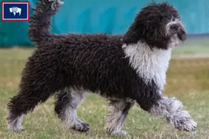 Read more about the article Perro de Agua Español breeders and puppies in Wyoming