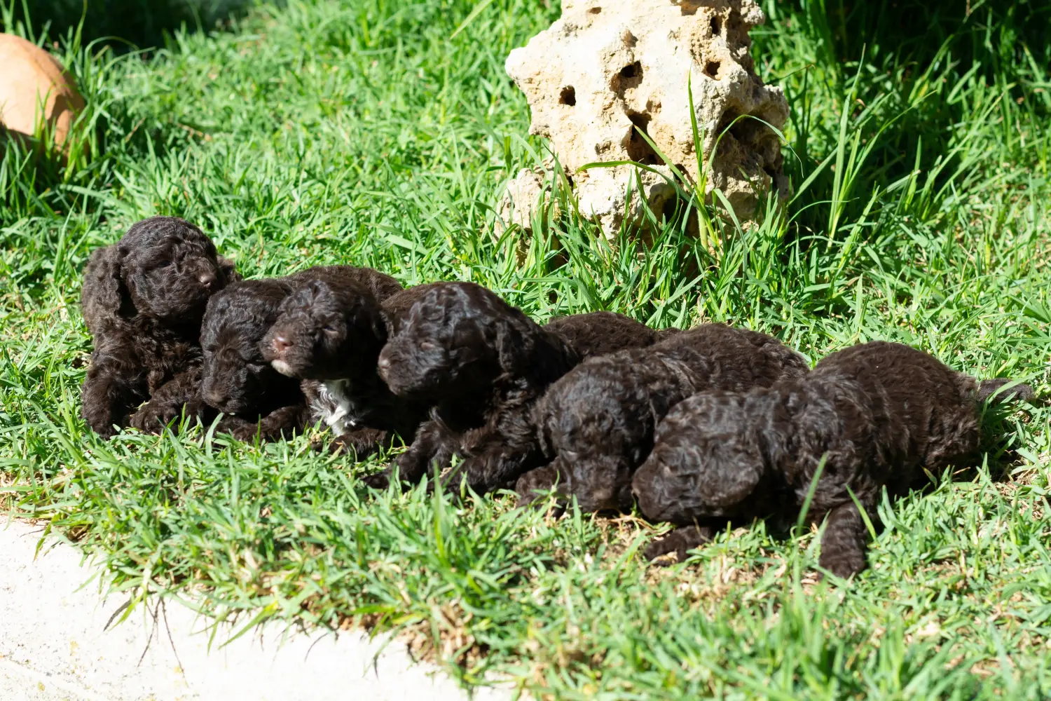 Buying a Perro de Agua Español puppy means taking responsibility! Buy Perro de Agua Español puppies.