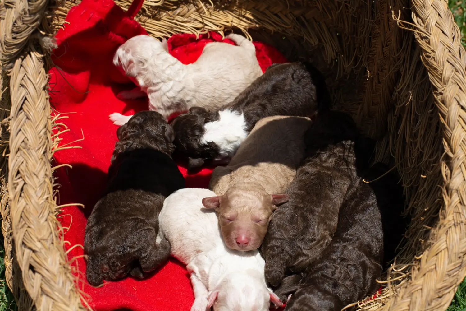 Buying a Perro de Agua Español puppy means taking responsibility! Buy Perro de Agua Español puppies.