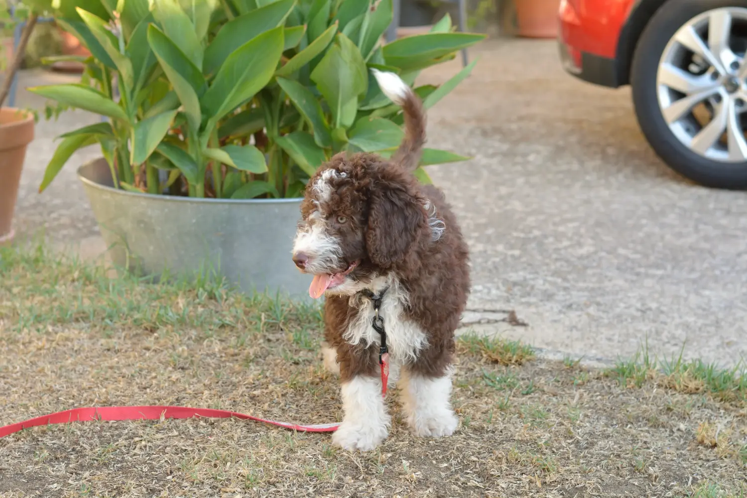 Buying a Perro de Agua Español puppy means taking responsibility! Buy Perro de Agua Español puppies.