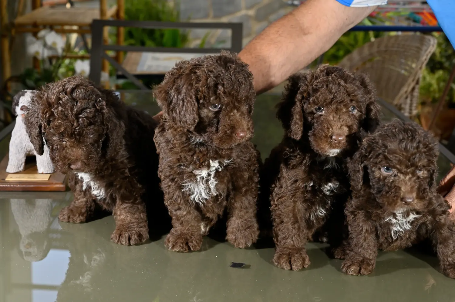 Buying a Perro de Agua Español puppy means taking responsibility! Buy Perro de Agua Español puppies.