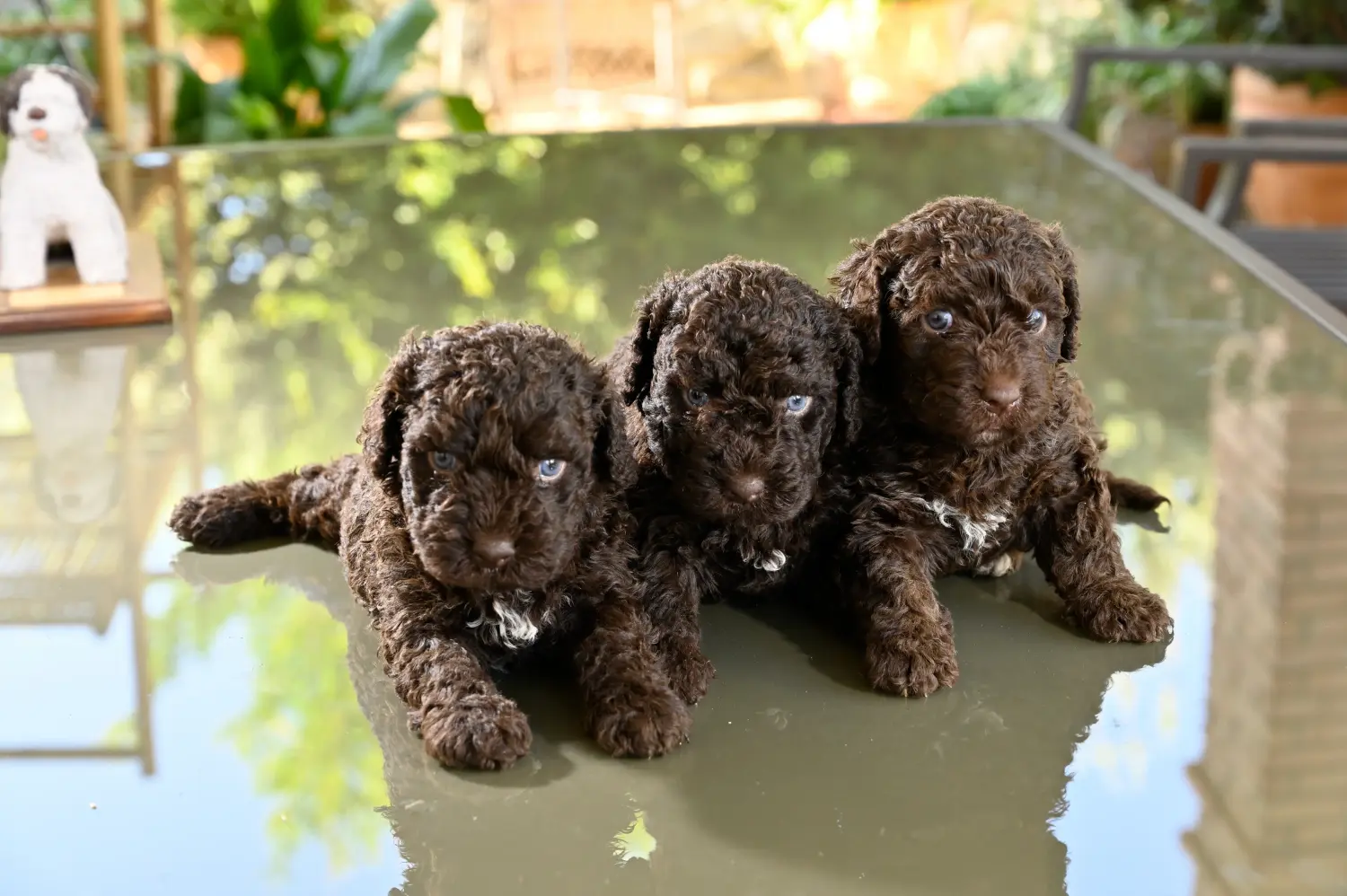 Buying a Perro de Agua Español puppy means taking responsibility! Buy Perro de Agua Español puppies.
