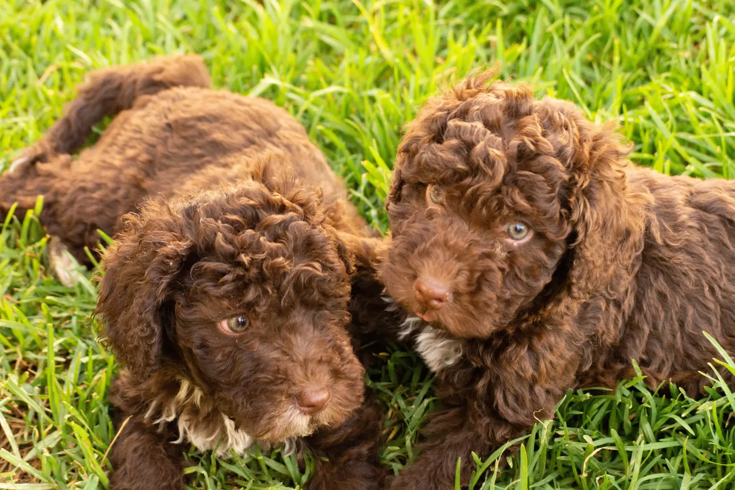 Buying a Perro de Agua Español puppy means taking responsibility! Buy Perro de Agua Español puppies.