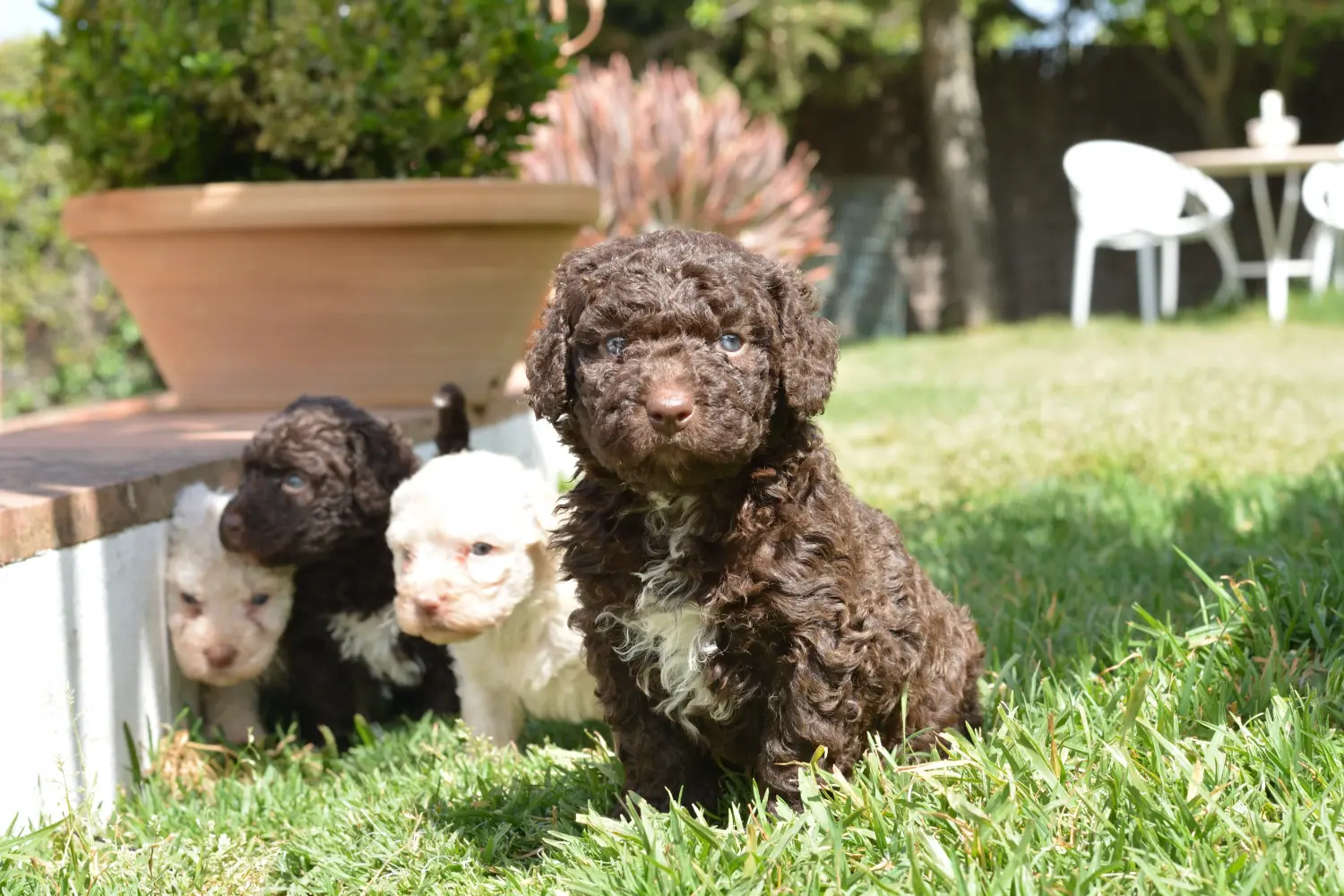 Buying a Perro de Agua Español puppy means taking responsibility! Buy Perro de Agua Español puppies.