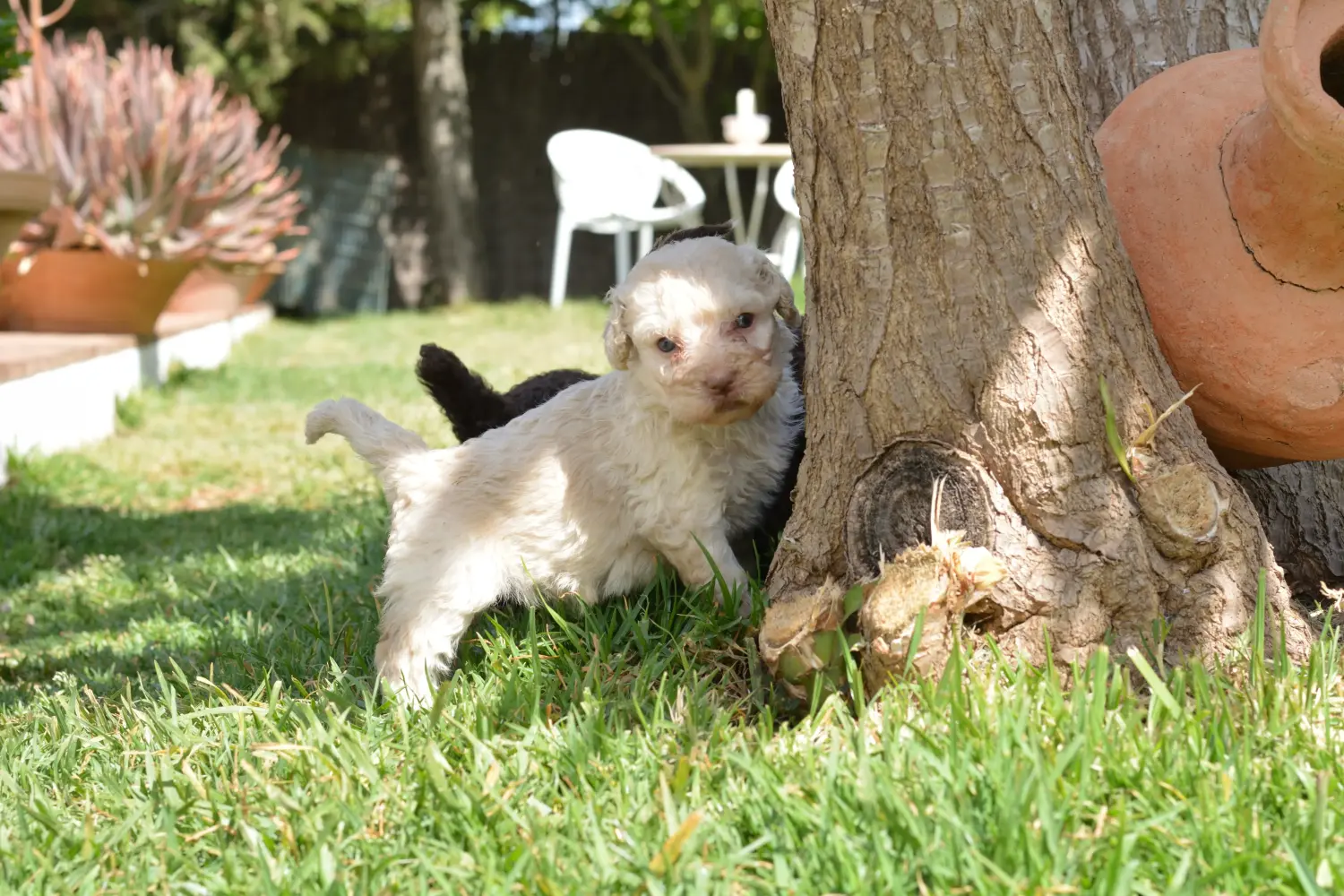 Buying a Perro de Agua Español puppy means taking responsibility! Buy Perro de Agua Español puppies.