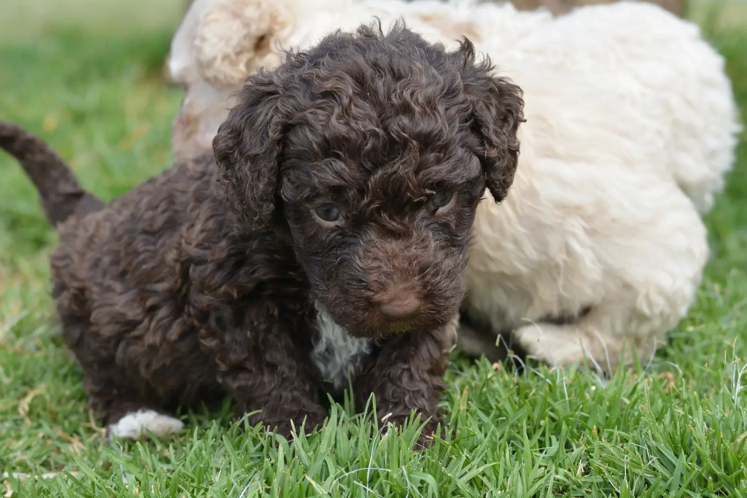 Buying a Perro de Agua Español puppy means taking responsibility! Buy Perro de Agua Español puppies.