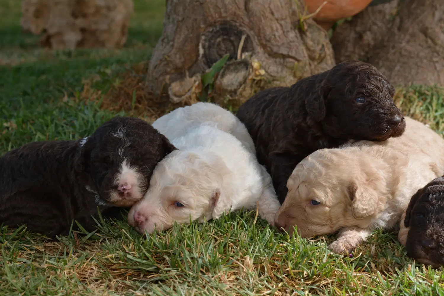 Buying a Perro de Agua Español puppy means taking responsibility! Buy Perro de Agua Español puppies.