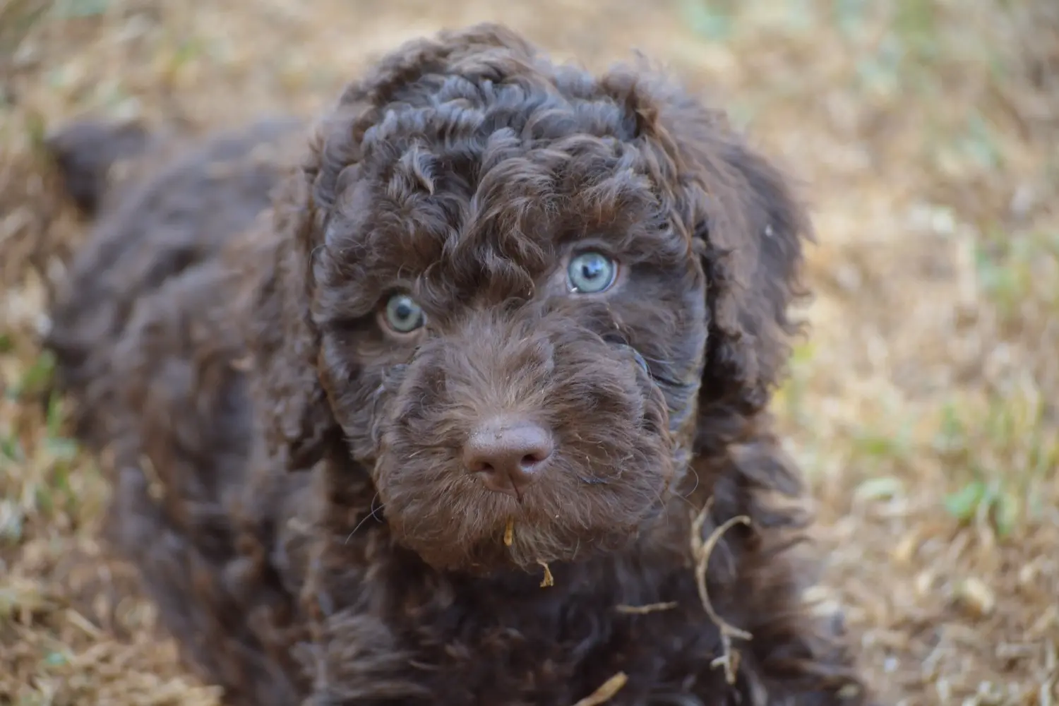 Buying a Perro de Agua Español puppy means taking responsibility! Buy Perro de Agua Español puppies.
