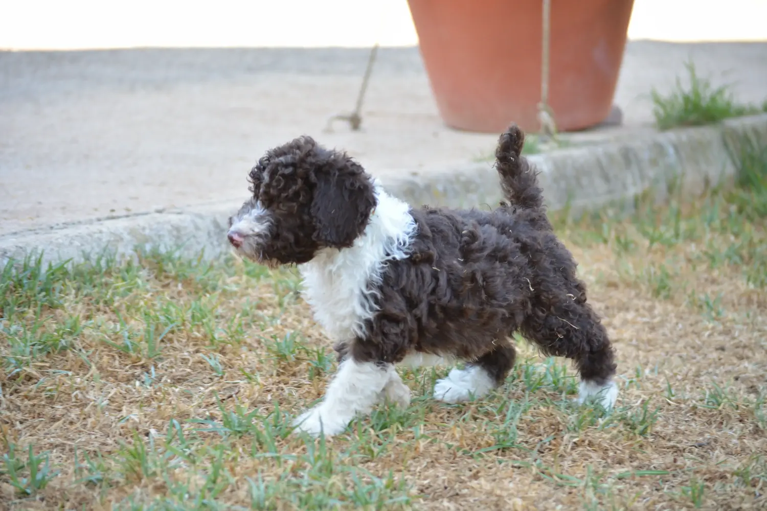 Buying a Perro de Agua Español puppy means taking responsibility! Buy Perro de Agua Español puppies.
