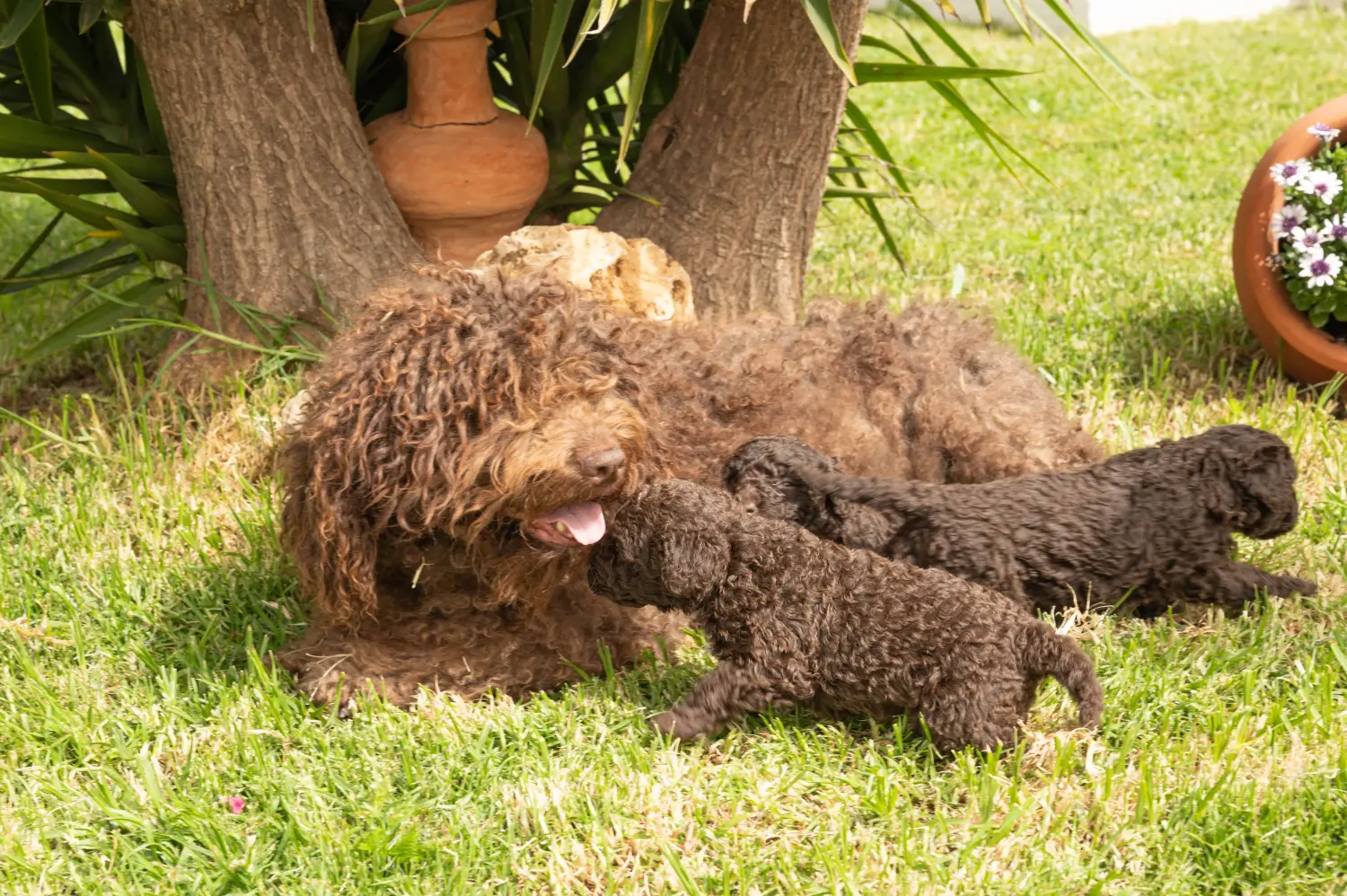 Buying a Perro de Agua Español puppy means taking responsibility! Buy Perro de Agua Español puppies.
