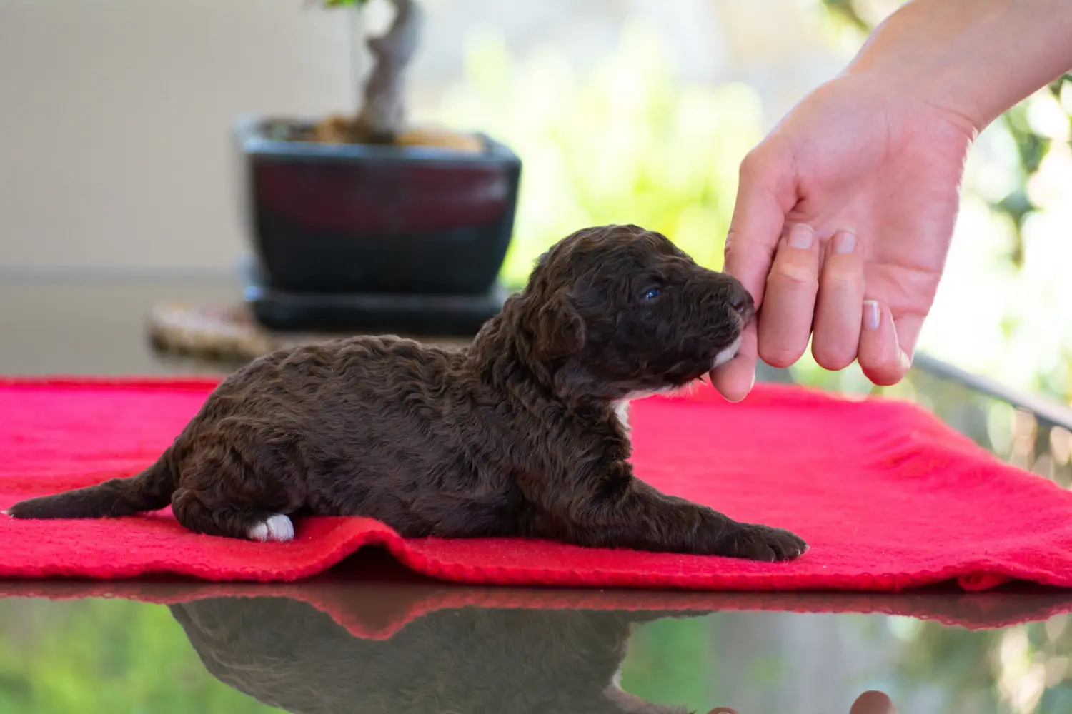 Buying a Perro de Agua Español puppy means taking responsibility! Buy Perro de Agua Español puppies.