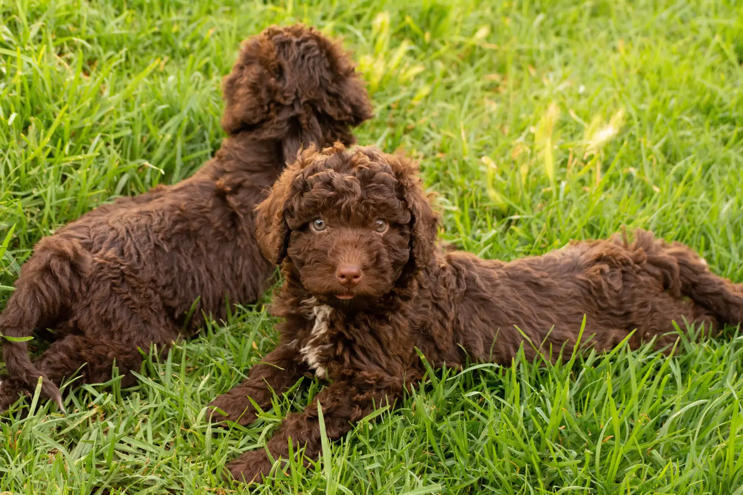Buying a Perro de Agua Español puppy means taking responsibility! Buy Perro de Agua Español puppies.