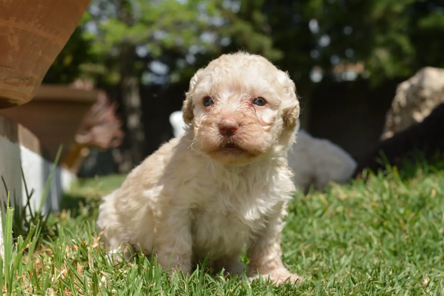Buying a Perro de Agua Español puppy means taking responsibility! Buy Perro de Agua Español puppies.