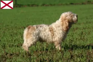 Read more about the article Petit Basset Griffon Vendéen breeders and puppies in Alabama
